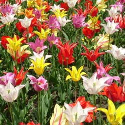 Tulipán flores de lys en mezcla